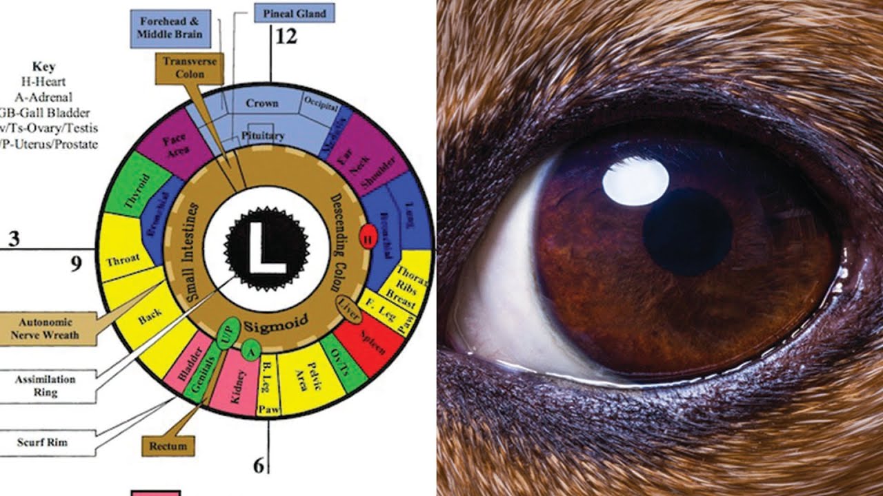 Iridology For Pets: Is It Possible?