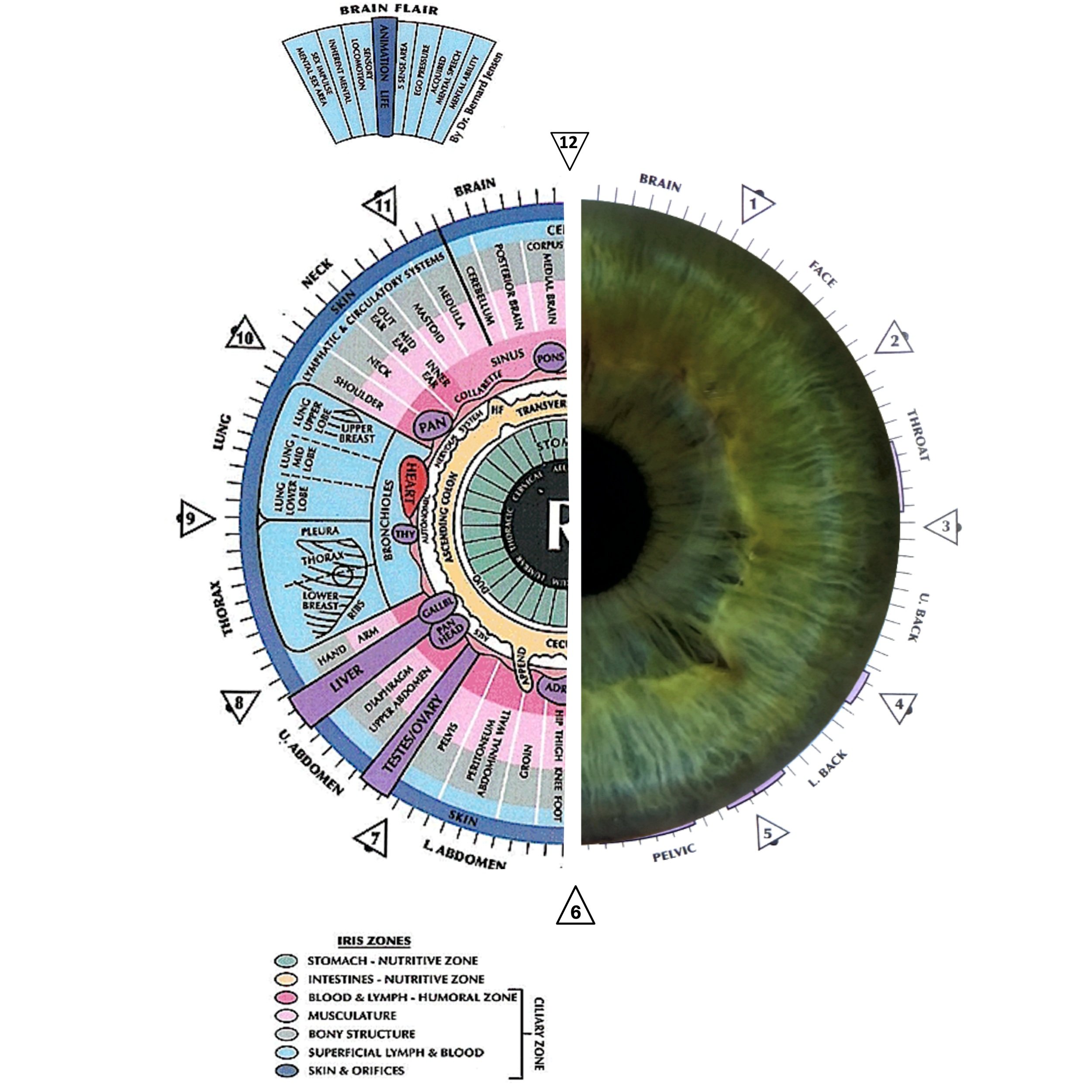 The Science Behind Iridology: Is It Evidence-Based?