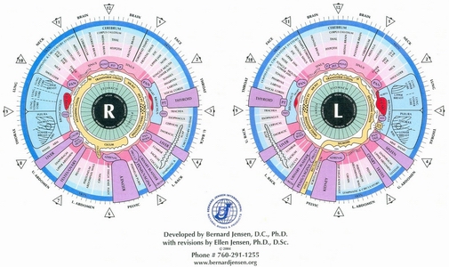 Tools And Techniques In Modern Iridology